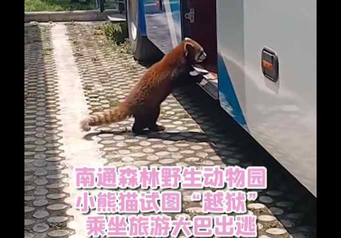 小熊猫藏进大巴车被捉回 现场画面太好笑 网友： 像极不愿上班的自己