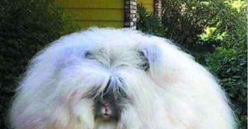 草泥兔 世界上毛最长的兔子