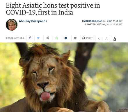 印度 8头狮子也中招了……
