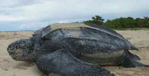 世界最大的乌龟 世界上体型最大的海龟是什么龟