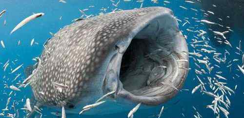 一英镑的鱼 世界上最大的鱼有多大
