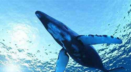 世界上最大的哺乳动物 世界上最大的哺乳动物蓝鲸