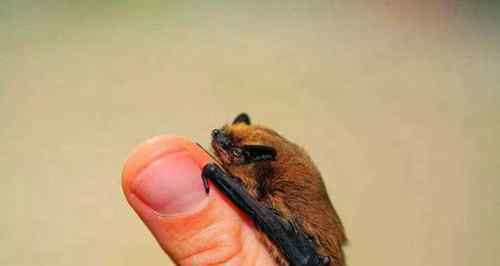 世界上最大的蝙蝠有多大 十大最恐怖蝙蝠图片