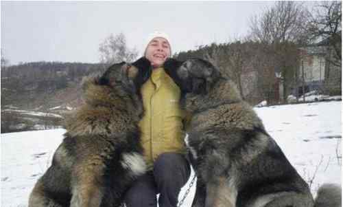 爱尔兰猎狼犬图片 世界上最大的爱尔兰猎狼犬