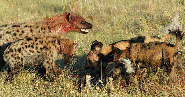 野狗为什么不怕鬣狗 鬣狗被野狗伏击视频，野狗为什么痛恨鬣狗？