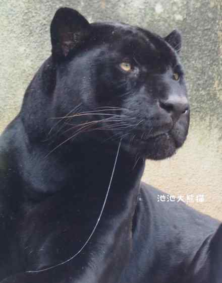 baozi 最厉害的豹子是黑豹吗？老虎为什么打不过黑豹