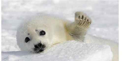 最耐寒的动物 世界上最耐寒的动物排名