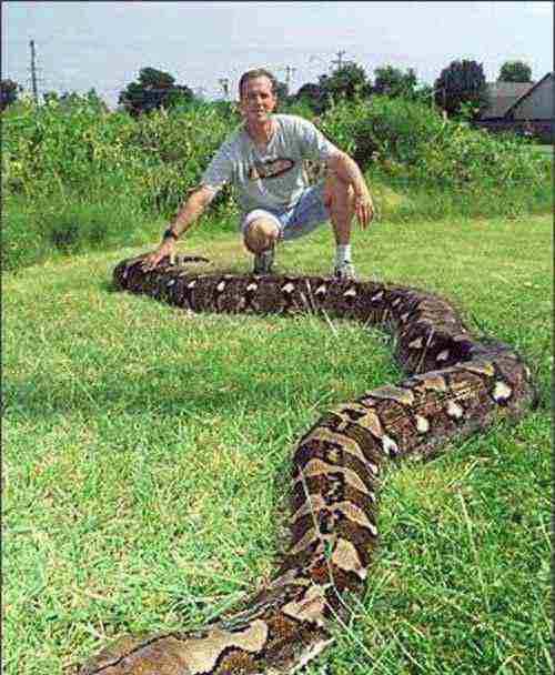 世界上年龄最大的蛇 世界上年龄最大的蛇