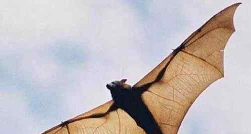 世界上最大的蝙蝠有多大 十大最恐怖蝙蝠图片