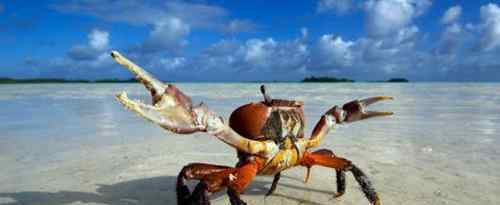 第一个吃螃蟹的人寓意 世界上第一个吃螃蟹的人