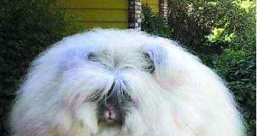 兔子毛 世界上毛最长的兔子