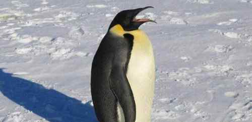 最大的企鹅叫什么 世界上最大的企鹅是哪一种