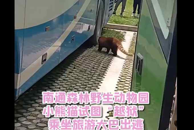 小熊猫藏进大巴车被捉回 现场画面太好笑 网友： 像极不愿上班的自己