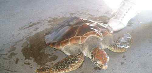 太平洋绿龟 世界上最大的海龟是什么龟