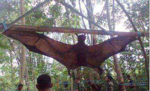 蝙蝠王图片 秘鲁捕获一只巨型蝙蝠王真实照片