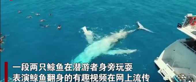 现场画面！澳大利亚两只座头鲸在浮潜者旁边嬉戏 网友直呼壮观文章配图