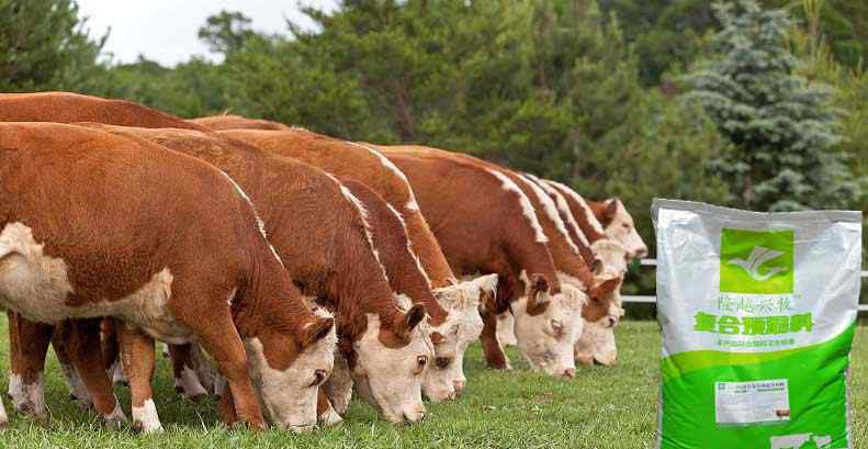 牛饲料价格 如何降低养牛饲料成本？影响牛饲料成本的几大因素
