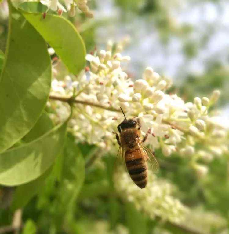蜂的古诗意思 诗韵 蜂情—浅谈古诗词里的蜜蜂！