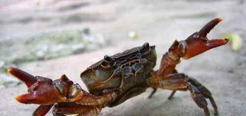 第一个吃螃蟹的人寓意 世界上第一个吃螃蟹的人