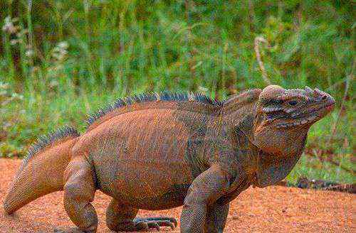 犀牛鬣蜥 世界上最长寿的犀牛鬣蜥