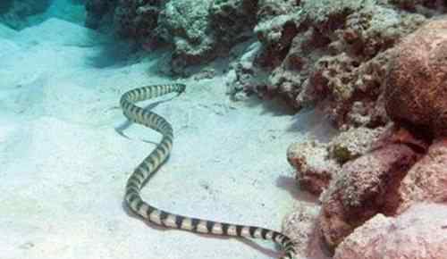 蟒蛇的图片 世界上最毒的蛇 世界上最大的蟒蛇