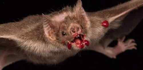澳大利亚大蝙蝠 十大最恐怖蝙蝠图片