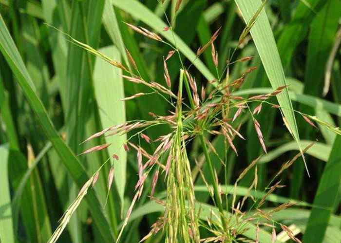 中国最贵大米排行榜 世界上最长也最贵的大米，产自中国却很少人吃过，煮的时候要浸泡6小时