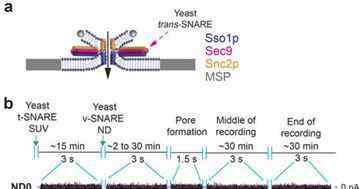 snare Nature：改写教科书！揭示SNARE蛋白协助细胞间和细胞内沟通新机制