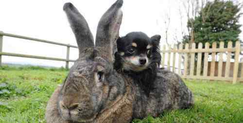 世界最大兔子 世界上最大的兔子有多大