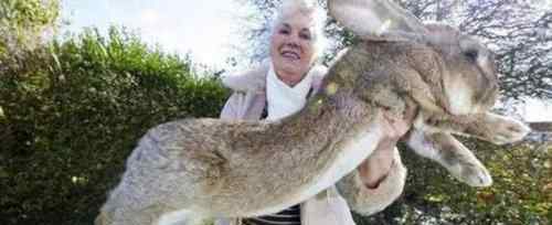 世界上最大的兔子 世界上最大的兔子有多大