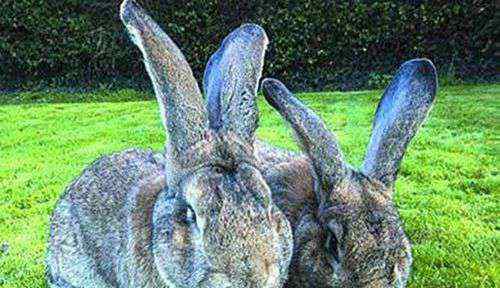 大流士兔子 世界上最大的兔子有多大