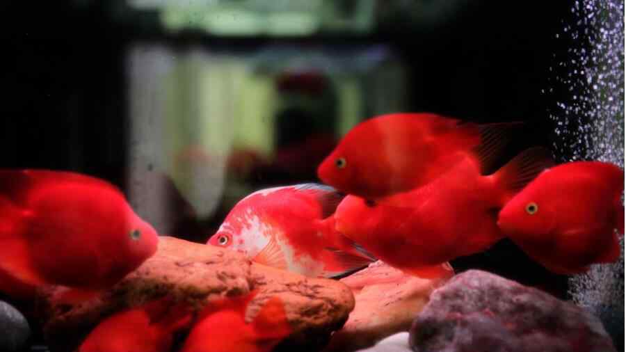 血红鹦鹉 血鹦鹉鱼为什么会褪色发白，血鹦鹉鱼养几条最好