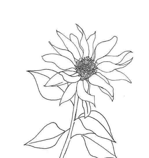 针管笔画 针管笔画向日葵，太美了！