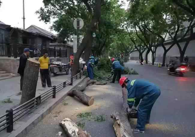 北京大风致41棵树木倒伏 究竟发生了什么?