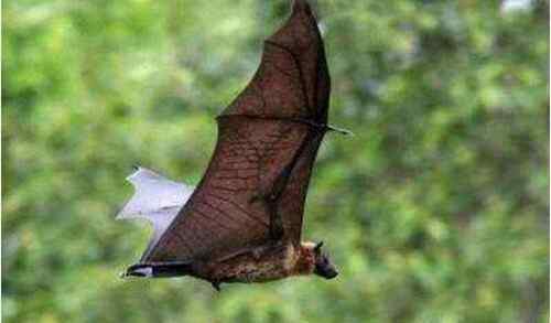 巨型狗头蝙蝠 世界上最大的巨型蝙蝠有多大