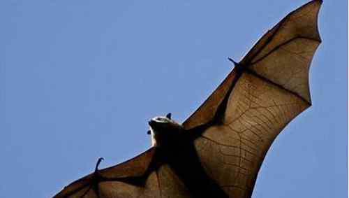 巨型狗头蝙蝠 世界上最大的巨型蝙蝠有多大