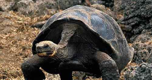 乌龟种类 最大的乌龟有多大 最大的乌龟品种