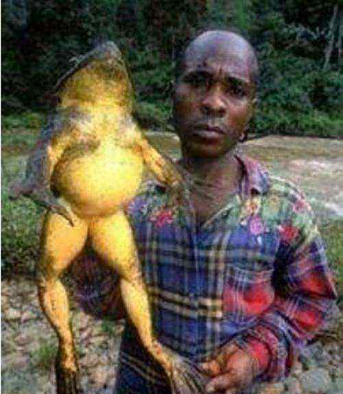 非洲巨蛙 世界上最大的青蛙有多大