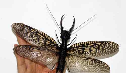 世界上有哪些昆虫 世界上最丑陋的昆虫叫什么
