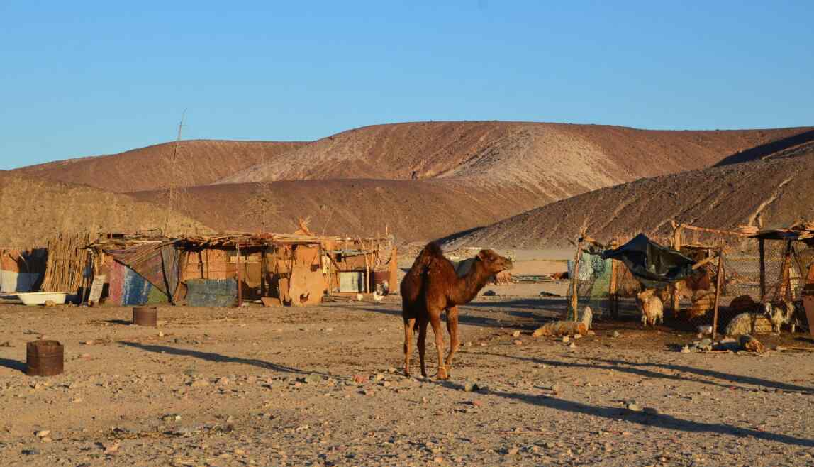 在沙漠中心 生活在沙漠的人吃什么，沙漠中心的人依靠什么生活？