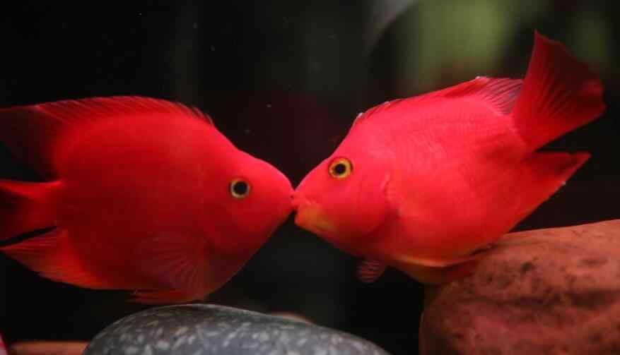 血红鹦鹉 血鹦鹉鱼为什么会褪色发白，血鹦鹉鱼养几条最好
