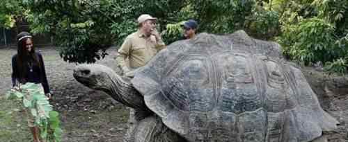 排名最漂亮的龟 世界上最大的乌龟排名