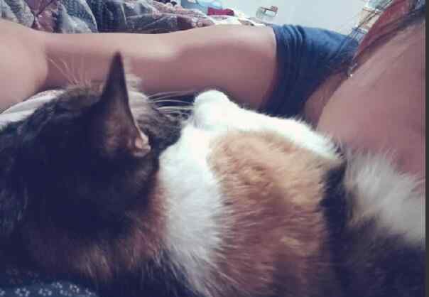 什么是吸猫 日常吸猫是什么意思，吸猫为什么有快感？