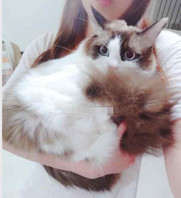 什么是吸猫 日常吸猫是什么意思，吸猫为什么有快感？