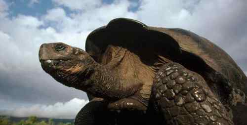 龟的种类 最大的乌龟有多大 最大的乌龟品种
