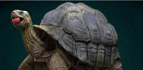 世界上最大的龟 地球史上最大乌龟