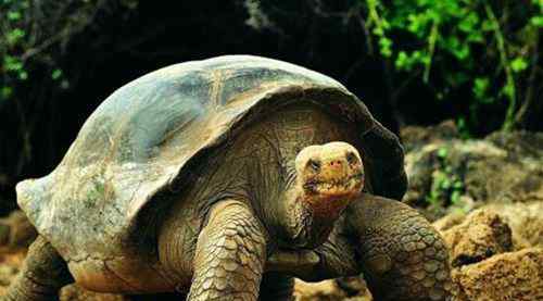 乌龟种类大全大图 最大的乌龟有多大 最大的乌龟品种