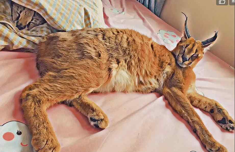 在中国养狞猫犯法吗 狞猫可以当宠物养吗？在中国养狞猫犯法吗