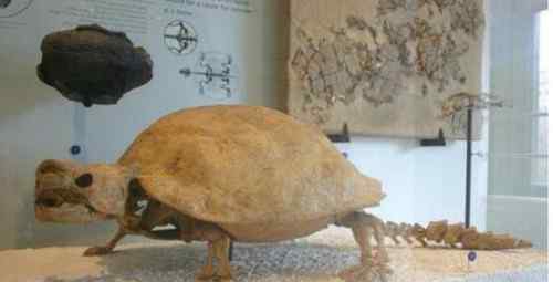 世界上最大的乌龟 地球史上最大乌龟