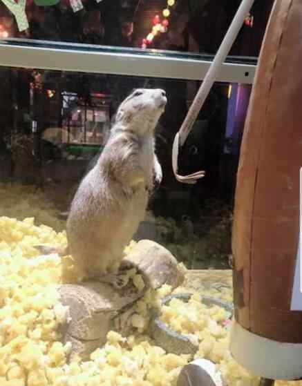草原犬鼠 土拨鼠多少钱一只适合当宠物吗，土拨鼠为什么不怕人？